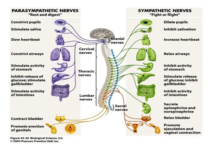 the autonomic nervous system img5