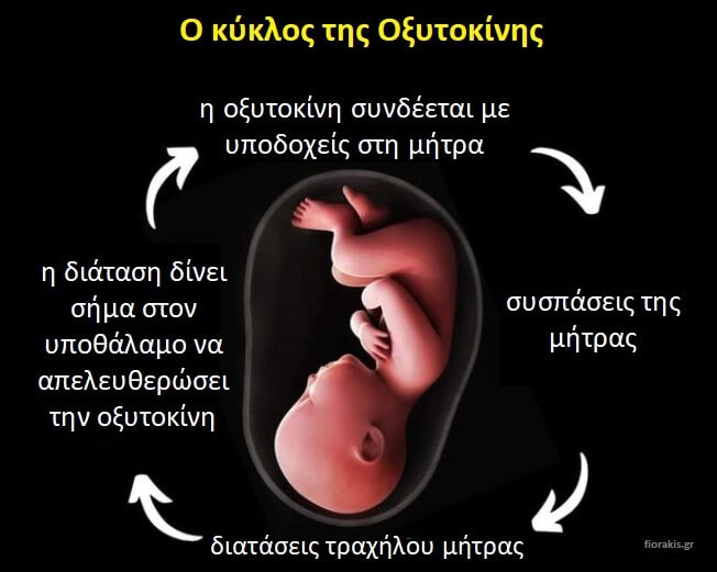 Ο κύκλος της Οξυτοκίνης
